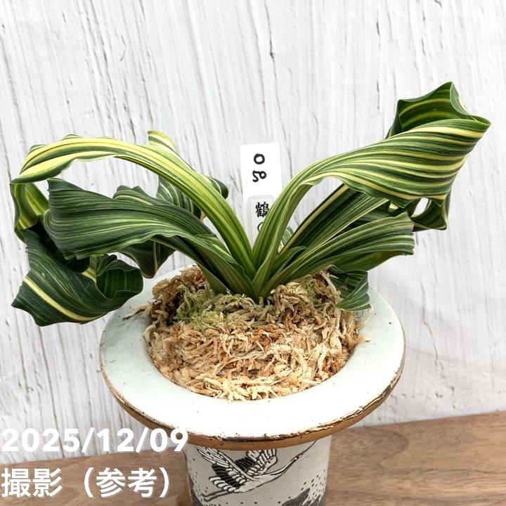 現品お届け】豊明園 万年青 オモト 鶴の舞（つるのまい） 龍白鉢（O50