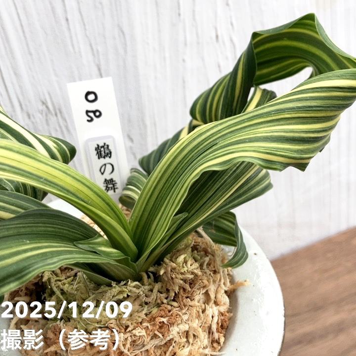 現品お届け】豊明園 万年青 オモト 鶴の舞（つるのまい） 龍白鉢（O50