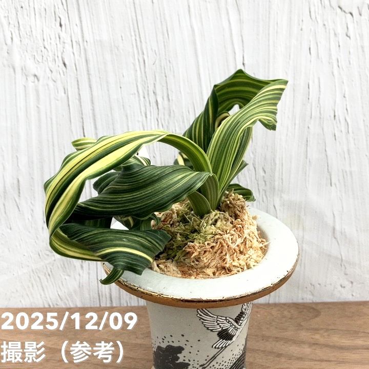 現品お届け】豊明園 万年青 オモト 鶴の舞（つるのまい） 龍白鉢（O50