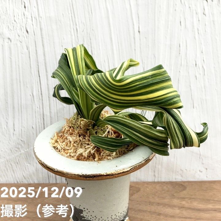 万年青　おもと　鶴の舞 現品お届け】豊明園 万年青 オモト 鶴の舞（つるのまい） 龍白鉢（O50