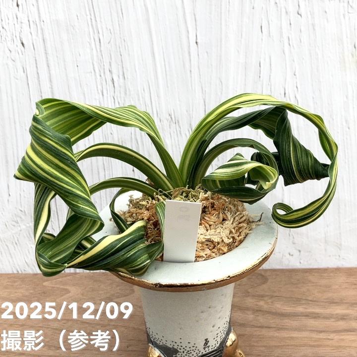 万年青　おもと　鶴の舞 現品お届け】豊明園 万年青 オモト 鶴の舞（つるのまい） 龍白鉢（O50