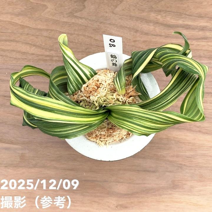 現品お届け】豊明園 万年青 オモト 鶴の舞（つるのまい） 龍白鉢（O50