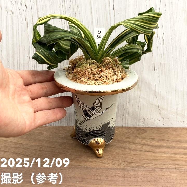 現品お届け】豊明園 万年青 オモト 鶴の舞（つるのまい） 龍白鉢（O50