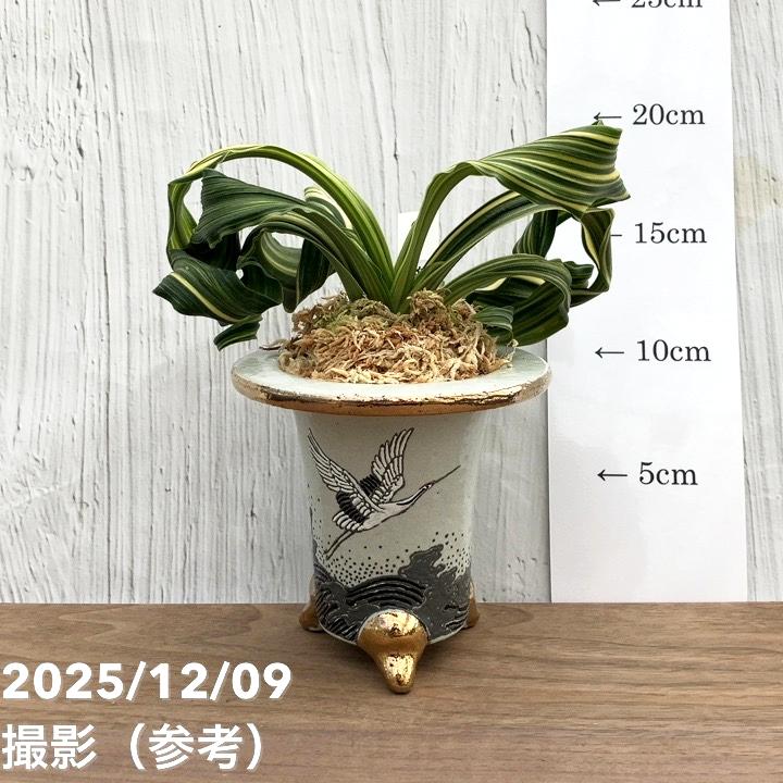 現品お届け】豊明園 万年青 オモト 鶴の舞（つるのまい） 龍白鉢（O50