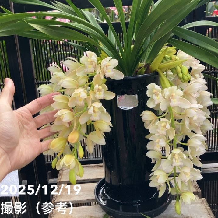 シンビジューム 6号プラ鉢 3本立 サラジーン アイスキャスケード｜洋蘭