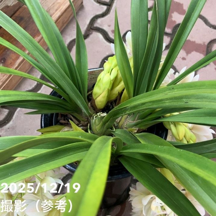 シンビジューム 6号プラ鉢 3本立 サラジーン アイスキャスケード｜洋蘭