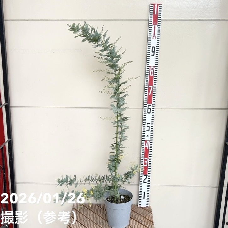 ミモザ アカシア 5号｜花木04-PA | 特集,○ミモザ特集 | 赤塚植物園