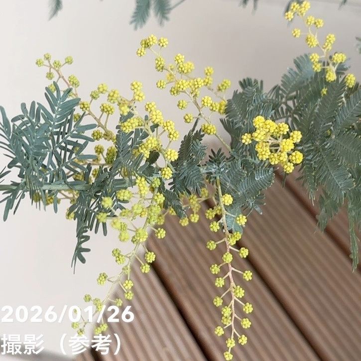 ミモザ アカシア 5号｜花木04-PA | 特集,○ミモザ特集 | 赤塚植物園