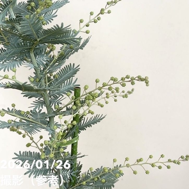 ミモザ アカシア 5号｜花木04-PA | 特集,○ミモザ特集 | 赤塚植物園