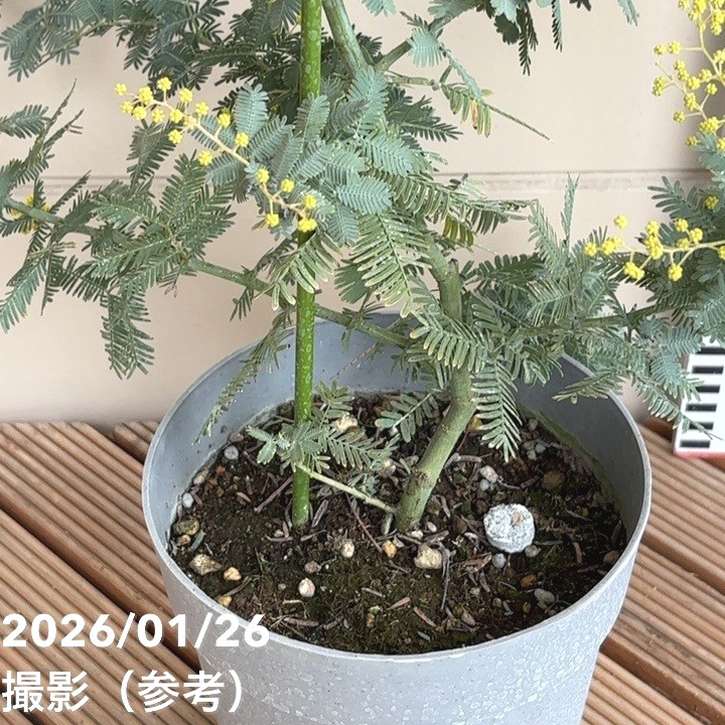 ミモザ アカシア 5号｜花木04-PA | 特集,○ミモザ特集 | 赤塚植物園