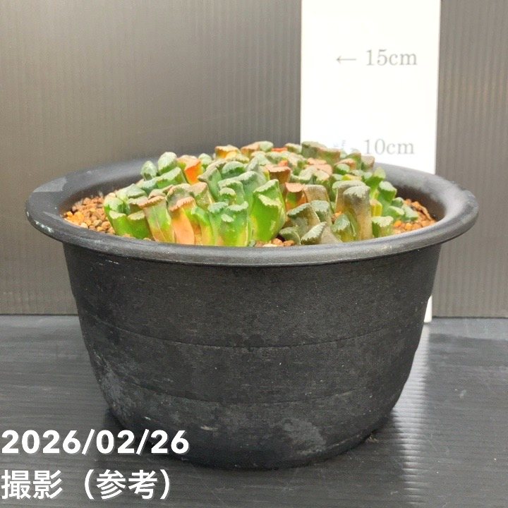 65周年記念セール】【現品お届け】ハオルチア 玉扇 5号（1）｜観葉10