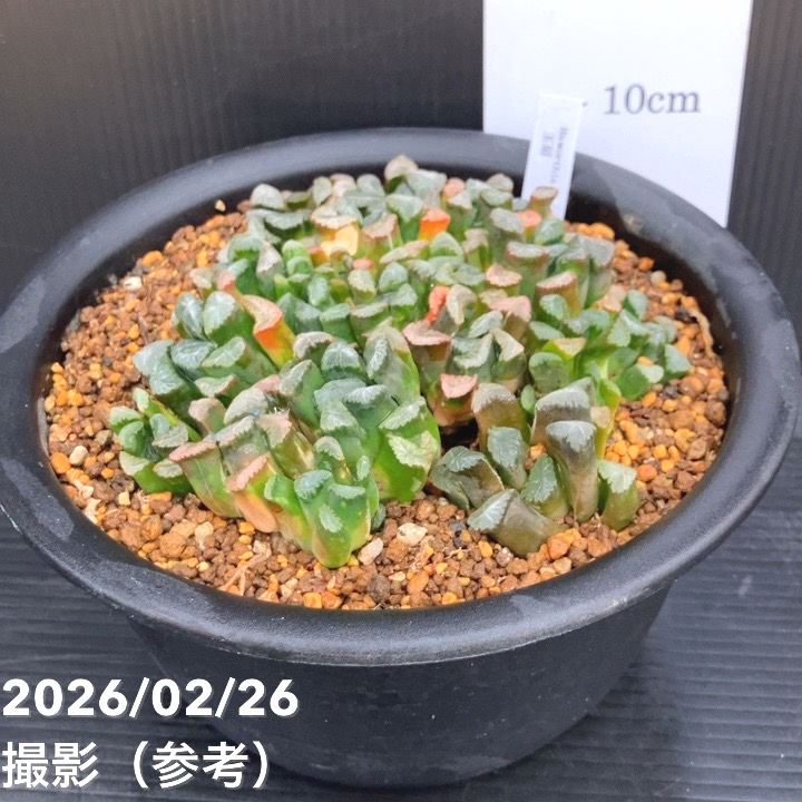 現品お届け】ハオルチア 玉扇 5号（1）｜観葉10-TU | 観葉・多肉