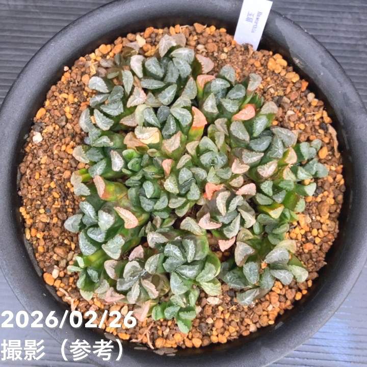 現品お届け】ハオルチア 玉扇 5号（1）｜観葉10-TU | 観葉・多肉