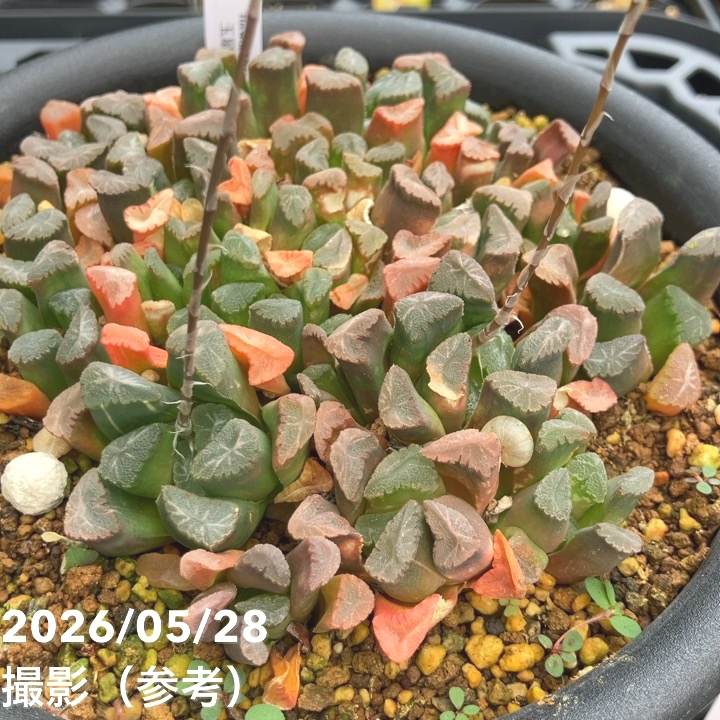 現品お届け】ハオルチア 玉扇 5号（1）｜観葉10-TU | 観葉・多肉