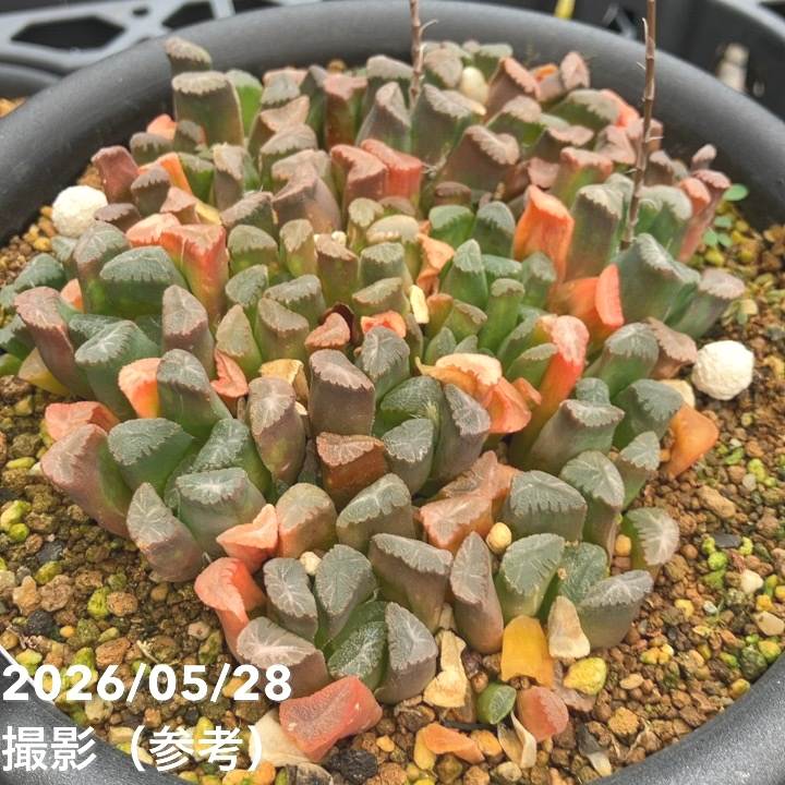 現品お届け】ハオルチア 玉扇 5号（1）｜観葉10-TU | 観葉・多肉