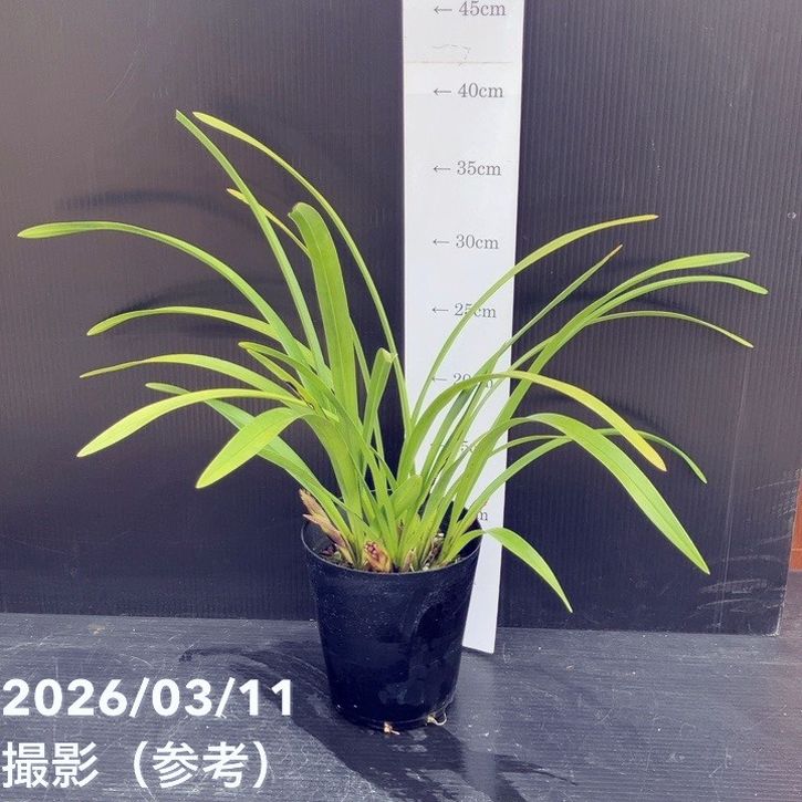 花芽3個＞キンリョウヘン 5号充実株｜SA｜ミツバチ蘭｜洋蘭10-TU