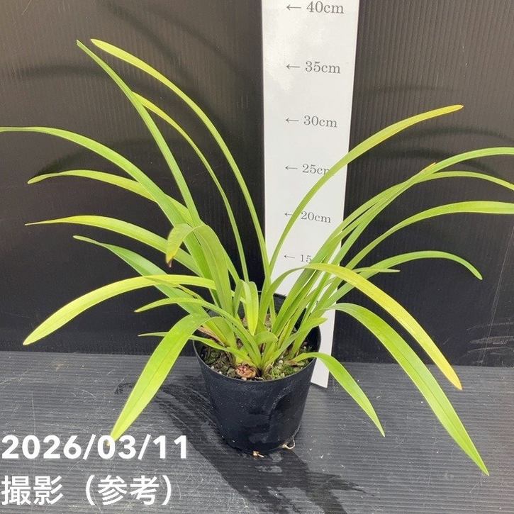 花芽3個＞キンリョウヘン 5号充実株｜SA｜ミツバチ蘭｜洋蘭10-TU