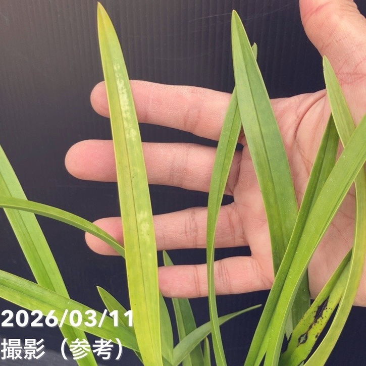 花芽3個＞キンリョウヘン 5号充実株｜SA｜ミツバチ蘭｜洋蘭10-TU