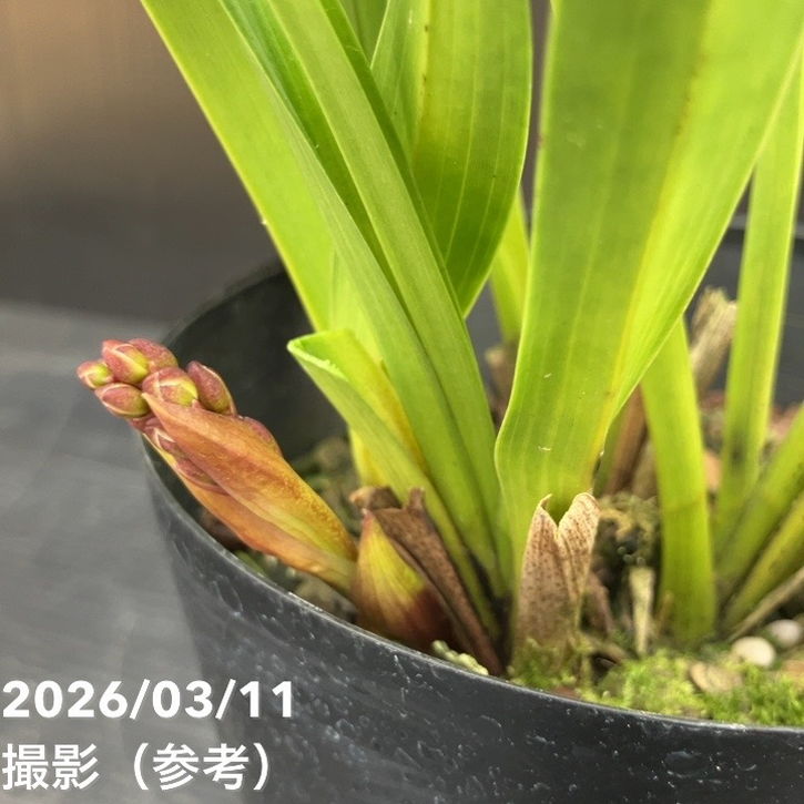 みつばち【キンリョウヘン】５鉢 Amazon.co.jp: キンリョウヘン（ 金稜辺 ）5号ロング鉢 今春の花芽まだ