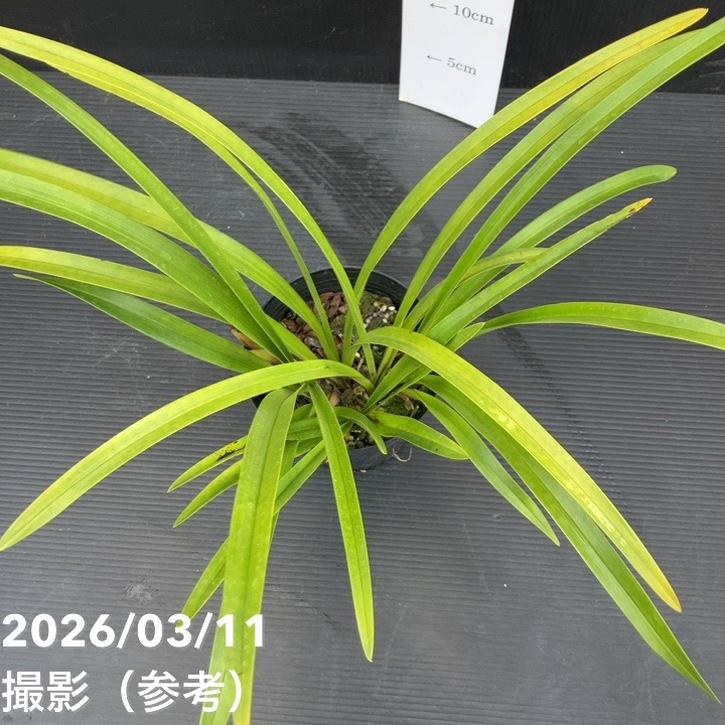 花芽3個＞キンリョウヘン 5号充実株｜SA｜ミツバチ蘭｜洋蘭10-TU