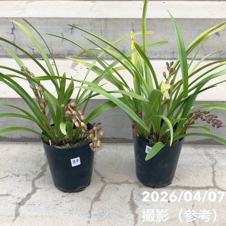 花芽3個＞キンリョウヘン 5号充実株｜SA｜ミツバチ蘭｜洋蘭10-TU