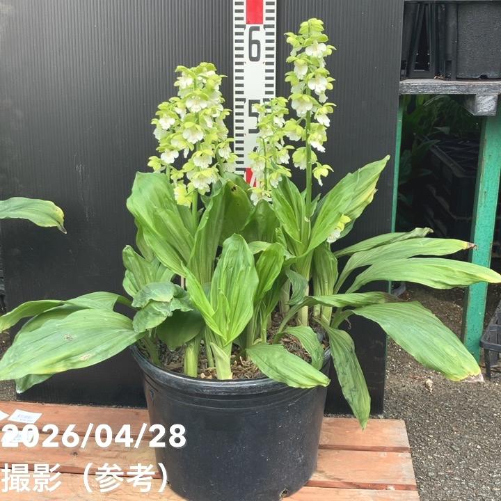 現品お届け】エビネ 9号（12）｜洋蘭04-PA | 草花,洋ラン | 赤塚植物園