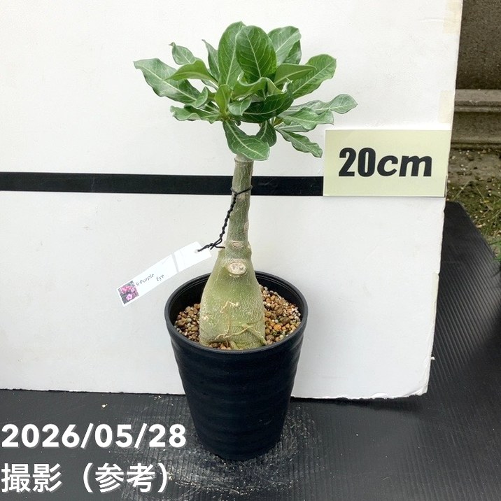 65周年記念セール】アデニウム オベスム 4号 Purple Eye（9）｜観葉01
