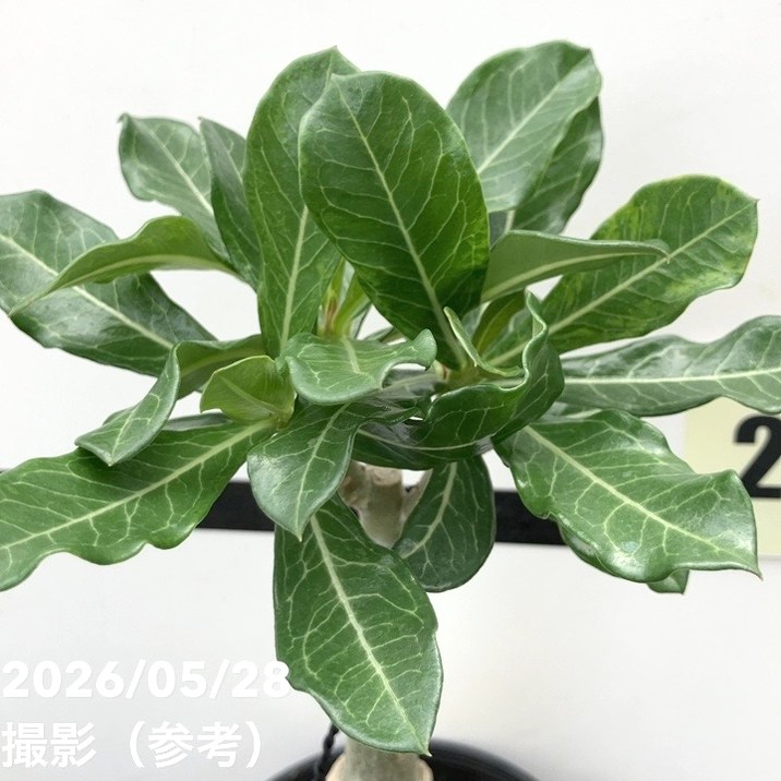 65周年記念セール】アデニウム オベスム 4号 Purple Eye（9）｜観葉01