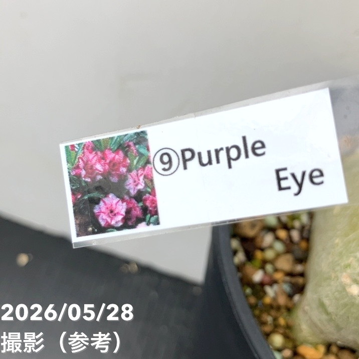 アデニウム オベスム 4号 Purple Eye（9）｜観葉01-D1 | 観葉・多肉