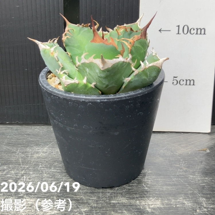 アガベ 3.5号 魔丸｜観葉10-TU | 観葉・多肉,アガベ | 赤塚植物園
