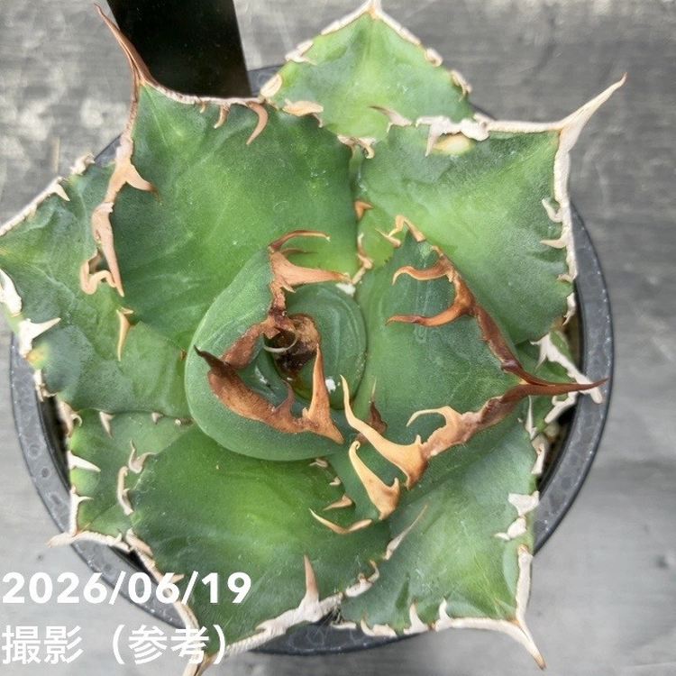 アガベ 3.5号 魔丸｜観葉10-TU | 観葉・多肉,アガベ | 赤塚植物園