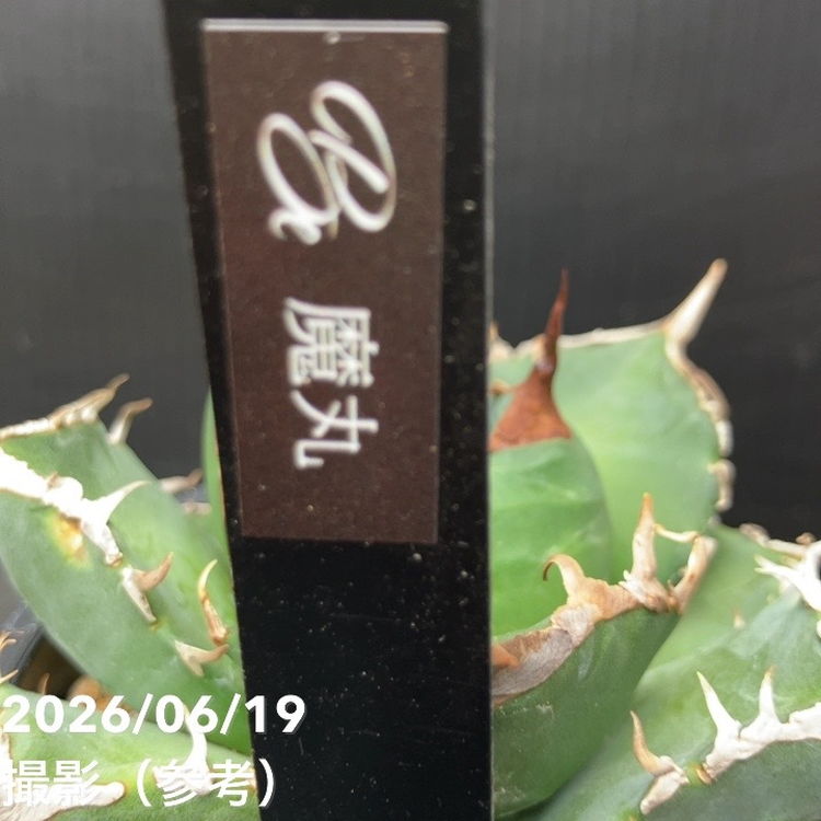 アガベ 3.5号 魔丸｜観葉10-TU | 観葉・多肉,アガベ | 赤塚植物園