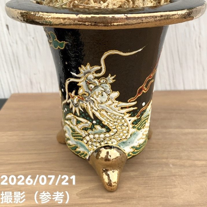 決算P5倍！10%OFF！8/2まで】【現品お届け】豊明園 万年青 オモト 錦明