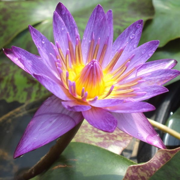 熱帯スイレン 4号 リンジーウッズ｜草花01-D1 | 草花,熱帯スイレン