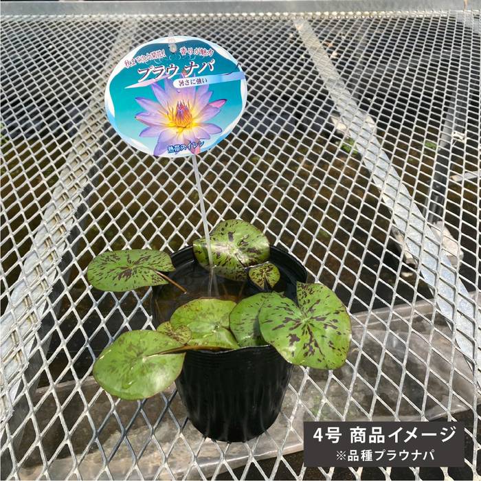 熱帯性睡蓮 ウタカタ 花芽付