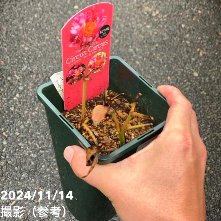 芍薬 アメリカシャクヤク 4号ロング サーカスサーカス|草花04-PA