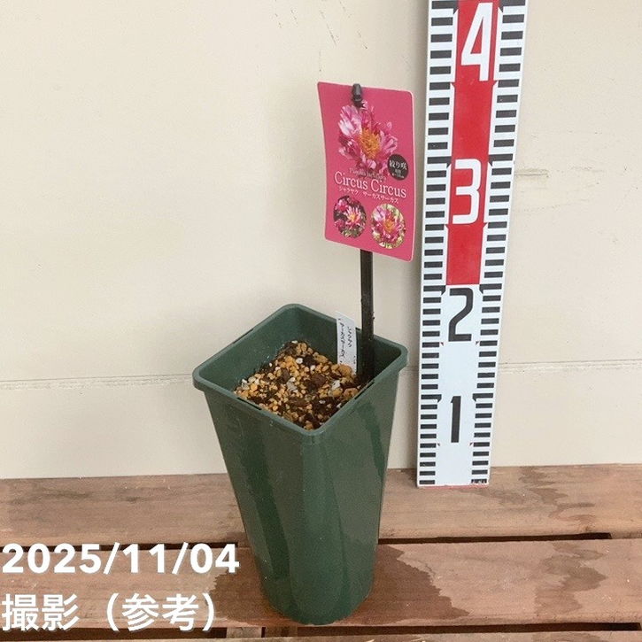 芍薬 アメリカシャクヤク 4号ロング サーカスサーカス|草花04-PA