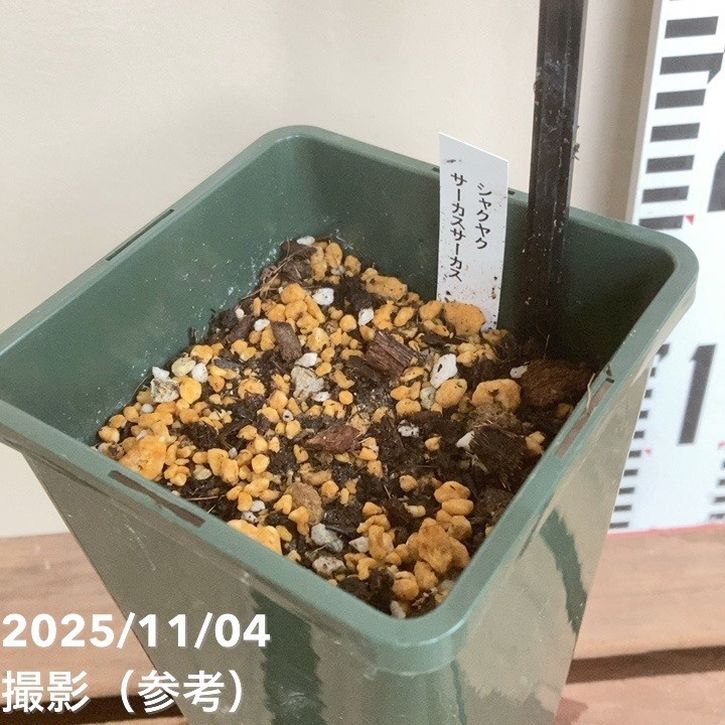 芍薬 アメリカシャクヤク 4号ロング サーカスサーカス|草花04-PA