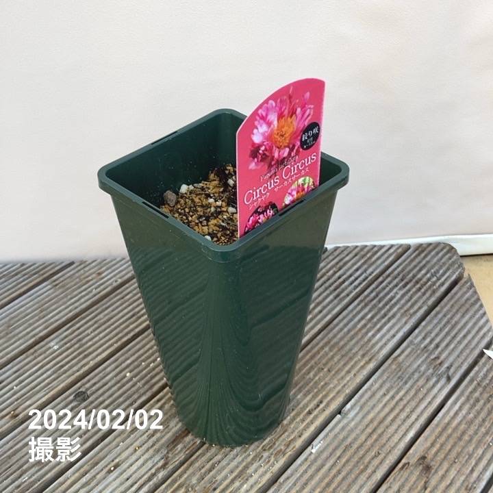 芍薬 アメリカシャクヤク 4号ロング サーカスサーカス|草花04-PA