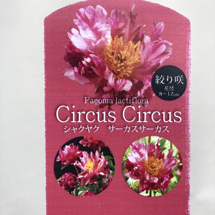 決算！ポイント5倍！7/31まで】芍薬 アメリカシャクヤク 4号