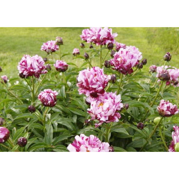 芍薬 アメリカシャクヤク 4号ロング サーカスサーカス|草花04-PA