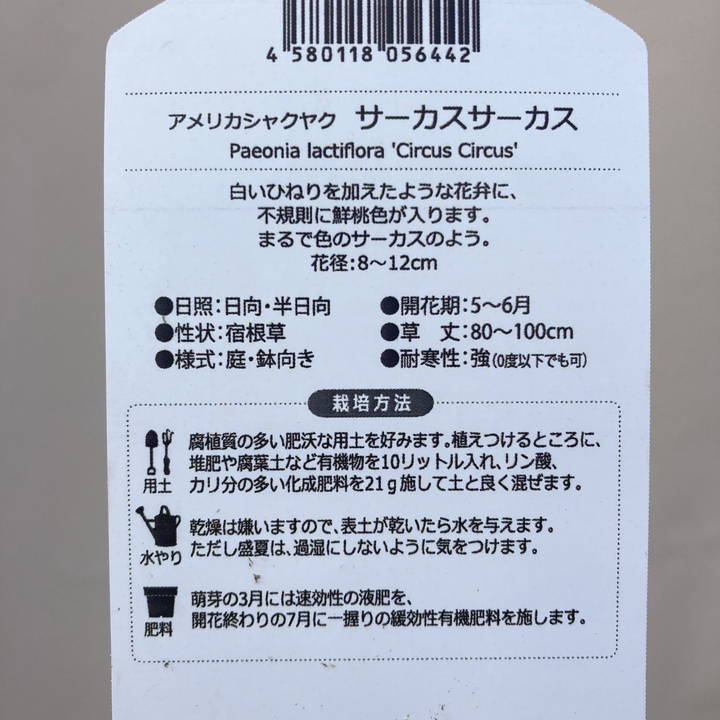 芍薬 アメリカシャクヤク 4号ロング サーカスサーカス|草花04-PA