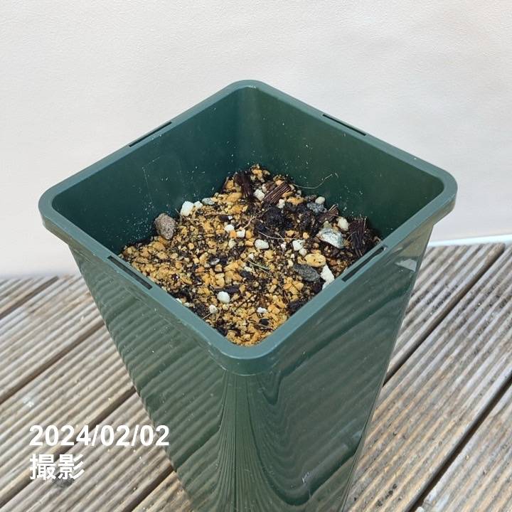 芍薬 アメリカシャクヤク 4号ロング サーカスサーカス|草花04-PA