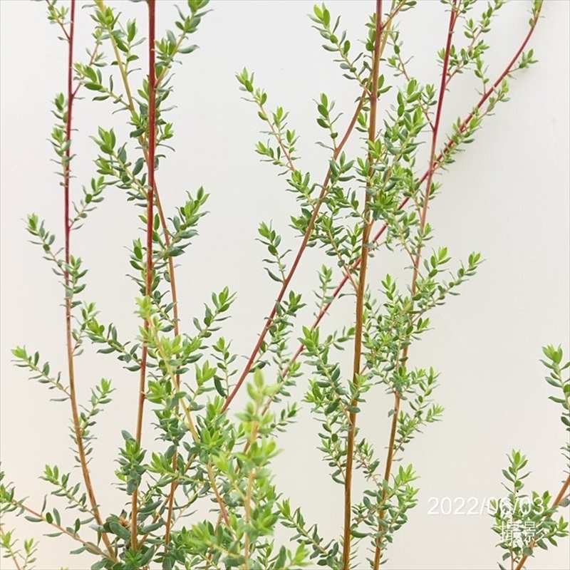 * antique tree ୨୧⸝.·*° 白いベルがかわいい サマーツリー antique tree ୨୧⸝.·*° 白いベルがかわいい サマーツリー 50