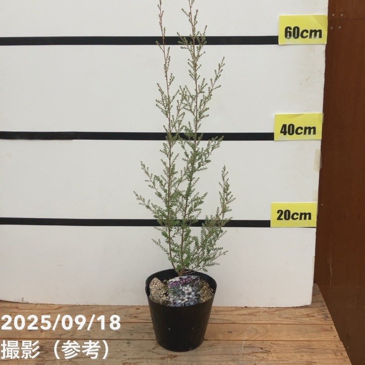 * antique tree ୨୧⸝.·*° 白いベルがかわいい サマーツリー antique tree ୨୧⸝.·*° 白いベルがかわいい サマーツリー 50