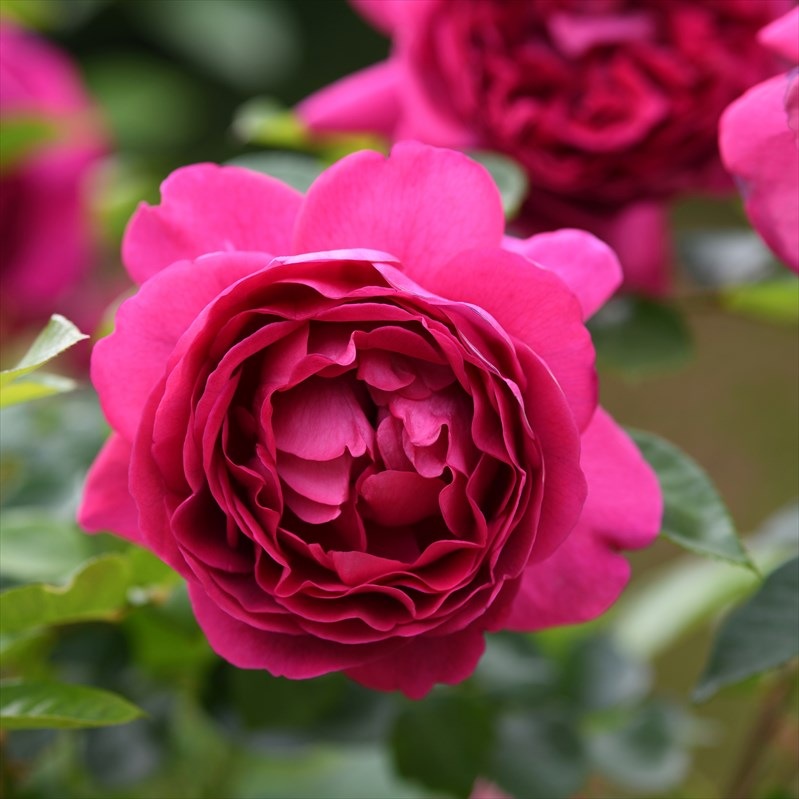 バラ大苗 プラリーヌ・ルージュ 7号 Delbard デルバール｜花木04-PA