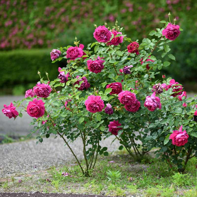 バラ大苗 プラリーヌ・ルージュ 7号 Delbard デルバール｜花木04-PA