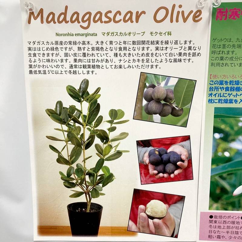 南国果実 マダガスカルオリーブ 6号 果樹 珍しい果樹 赤塚植物園オンライン 花の音