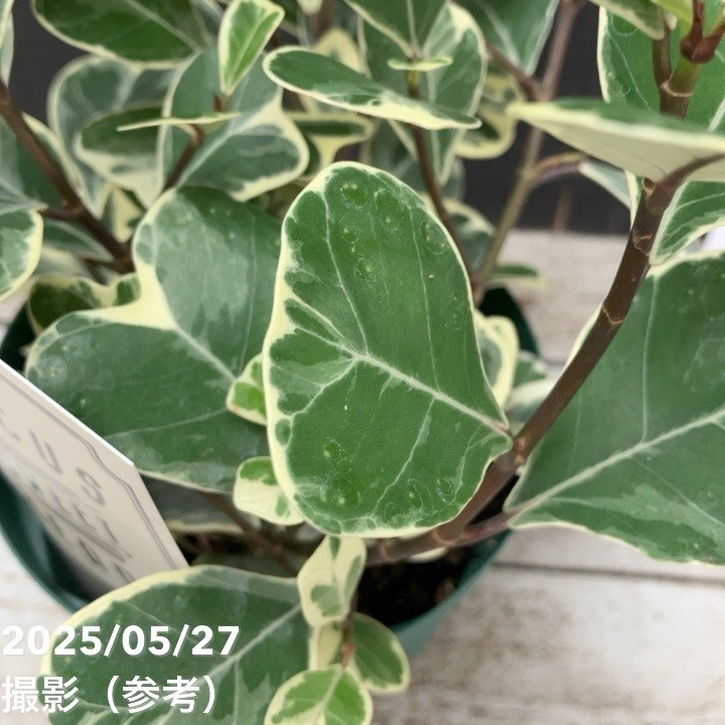 フィカス スウィートハート 4号 PVP｜観葉04-PA | 観葉・多肉,フィカス