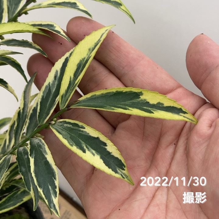 斑入りヒサカキ トリカラー 4号｜花木10-TU | 花木・庭木 | 赤塚植物園